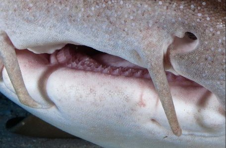 Nurse Shark.jpg