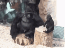 gorilla-annoyed.gif