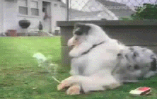 giphy (10).gif