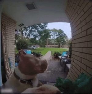 dog-camera.gif