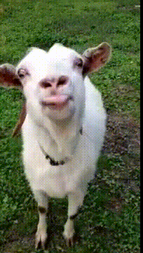 1695234281162.gif