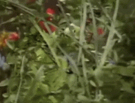 1610838411632.gif