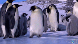 1620854464341.gif