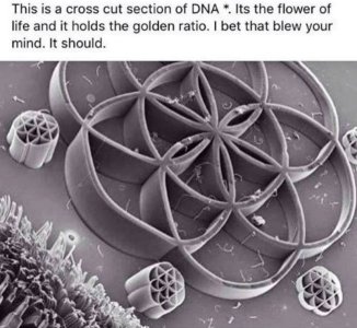 dna .jpg