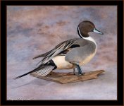 thumbnail_pintail.jpg