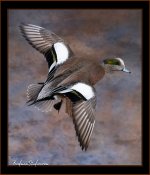 thumbnail_widgeon.jpg