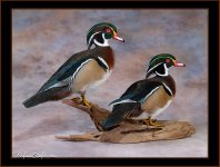 thumbnail_wood-ducks.jpg