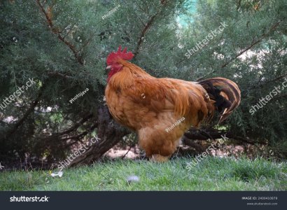 stock-photo-rooster-beautiful-and-lovely-rooster-beautiful-and-attractive-rooster-2400410879.jpg