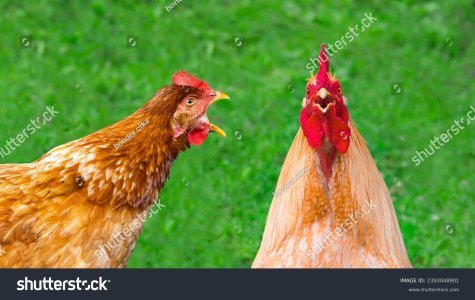 stock-photo-a-crazy-red-hen-with-an-open-beak-screams-at-a-red-rooster-on-a-green-background-f...jpg