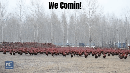 Chinese-farmer-and-his-70000-chickens-become-online-celebrities.gif