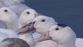nxMBqb4.gif