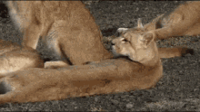 1622014609043.gif