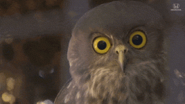 1622090916164.gif