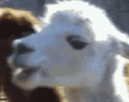 1622165429417.gif