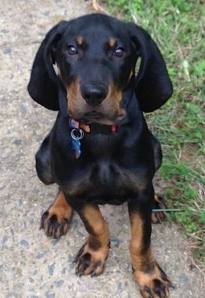 AmericanBlackandTanCoonhoundPurebredDogPuppyNash3.jpg