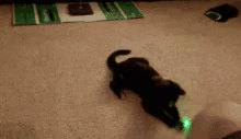 IMG_2598.gif