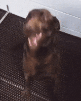 200 (11) (22).gif