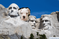 A0C1C929-9F74-4F81-B123-8972C577F07C.gif