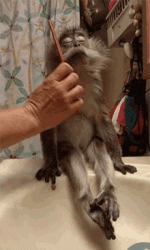 1622850547518.gif