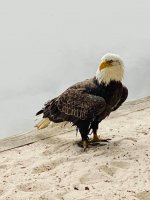 1624047747293.jpeg