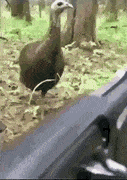 1611352107770.gif