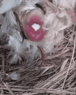 1627084928842.gif
