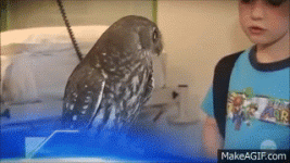 1627178578260.gif
