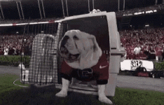 uga-dogs.gif