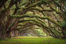 avenue-of-oaks-charleston-sc-plantation-live-oak-trees-forest-landscape-dave-allen.jpg