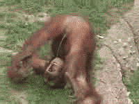 lafo20m.gif
