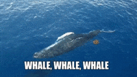 1629327369690.gif