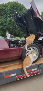 corvette and cats.jpg