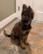 สงสัย-เอียงหัว.gif