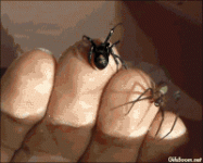 317f57d06d5a08953d5ce5c685520905_w200.gif 317f57d06d5a08953d5ce5c685520905_w200.gif