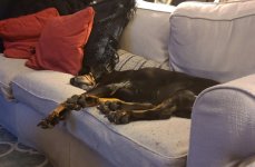 Screenshot_20210209-001509_Gallery.jpg Screenshot_20210209-001509_Gallery.jpg