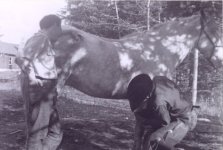 Al shoeing a hotrse.jpg