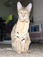 AE59E511-04F0-4353-AC5C-A97C3F127ED7.jpeg