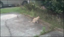 1613608739127.gif