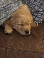 2D551529-F37C-4031-B053-6B9F2F25F53C.jpeg 2D551529-F37C-4031-B053-6B9F2F25F53C.jpeg