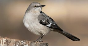 30A6F7E7-E27E-434F-BAEB-7B7DF7393785.jpeg 30A6F7E7-E27E-434F-BAEB-7B7DF7393785.jpeg