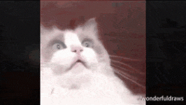 1614300231730.gif