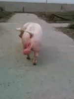 1648175824413.gif