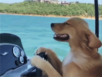 a doggo boat.gif