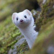 WEASEL